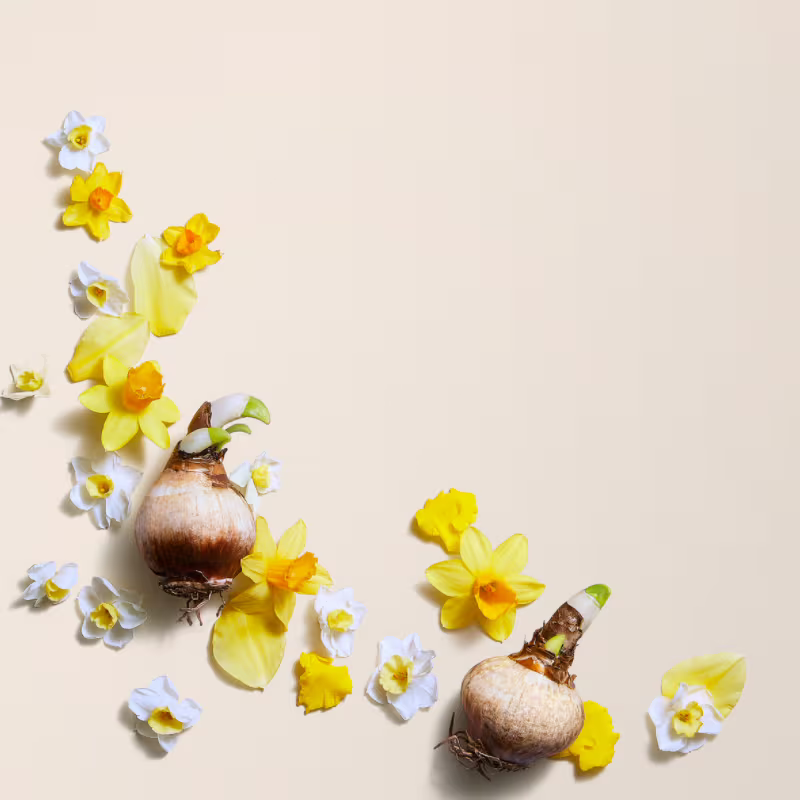 Narcissus Bulb Extract