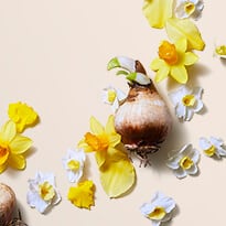 Narcissus Bulb Extract