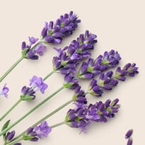 Lavender Oil