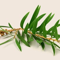 Tea Tree Oil